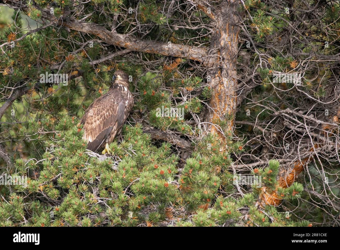 Camouflaged juvenile eagle in a lodgepole pine tree, Chilko Lake, BC Stock Photo