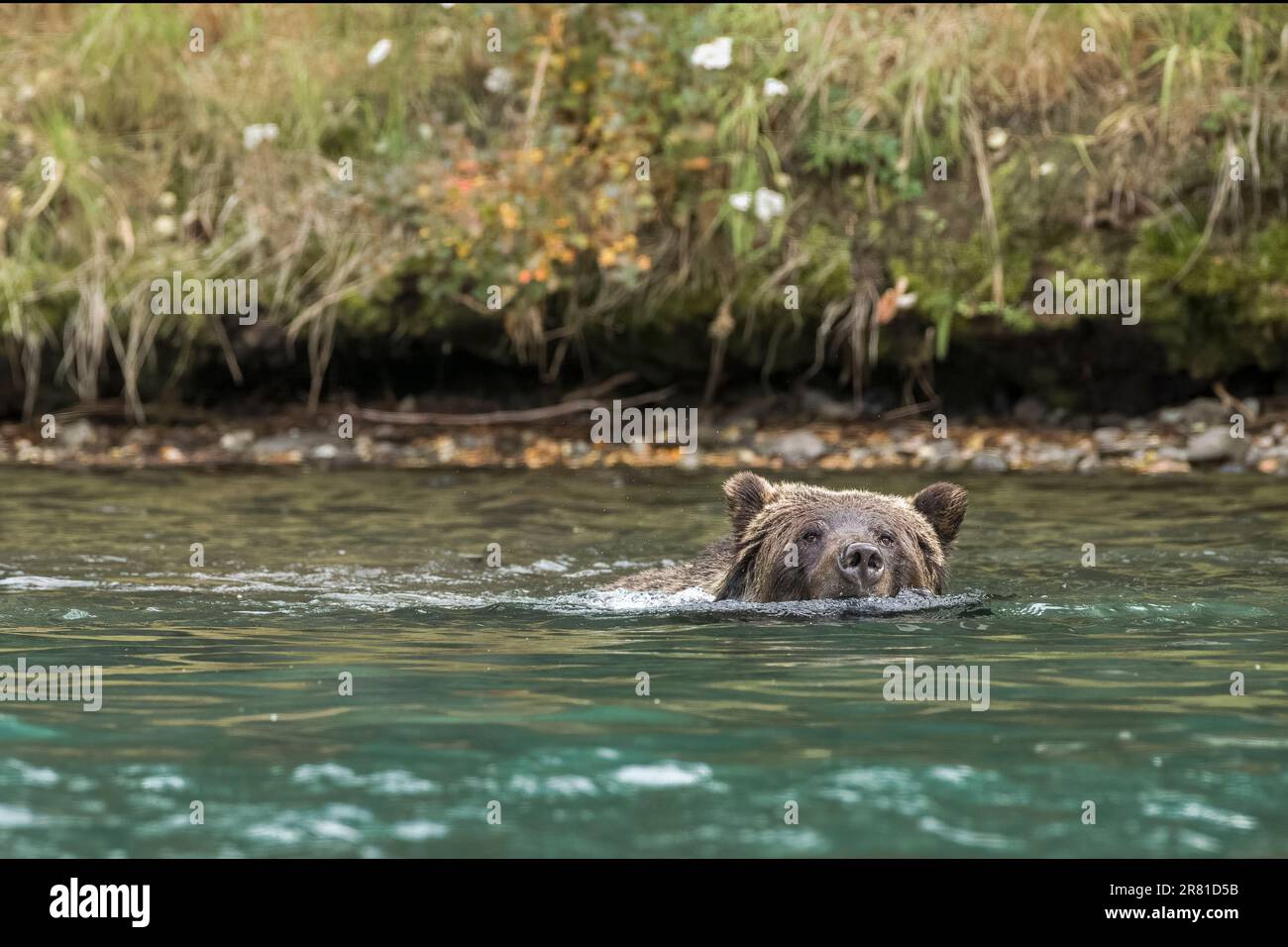 Grizzly bear fishing for salmon, Chilko River, BC Stock Photo Alamy