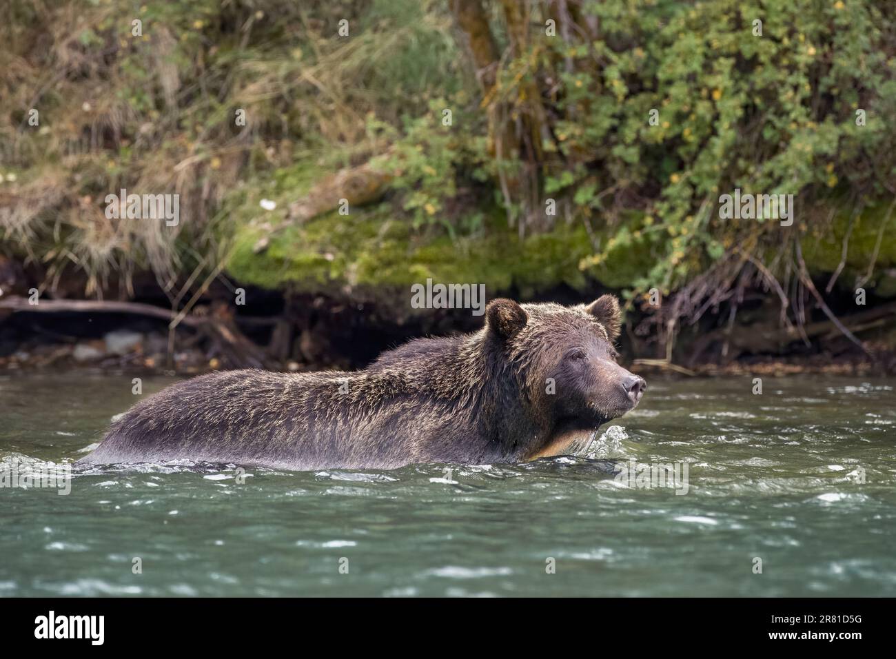 Fishing grizzly in shoulder deep water, Chilko River, BC Stock Photo