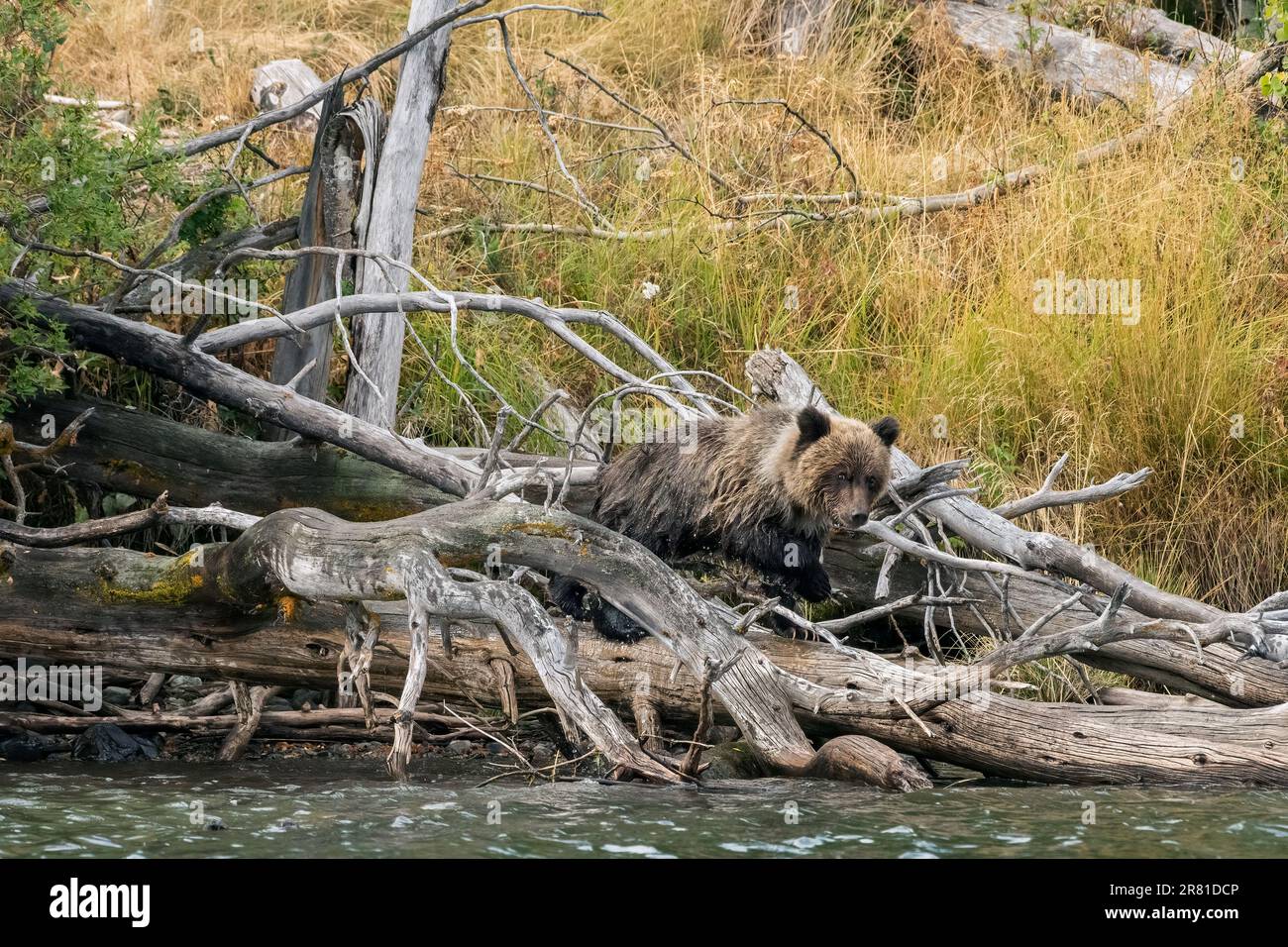 Grizzly cub balancing on deadfall logs, Chilko River, BC Stock Photo ...