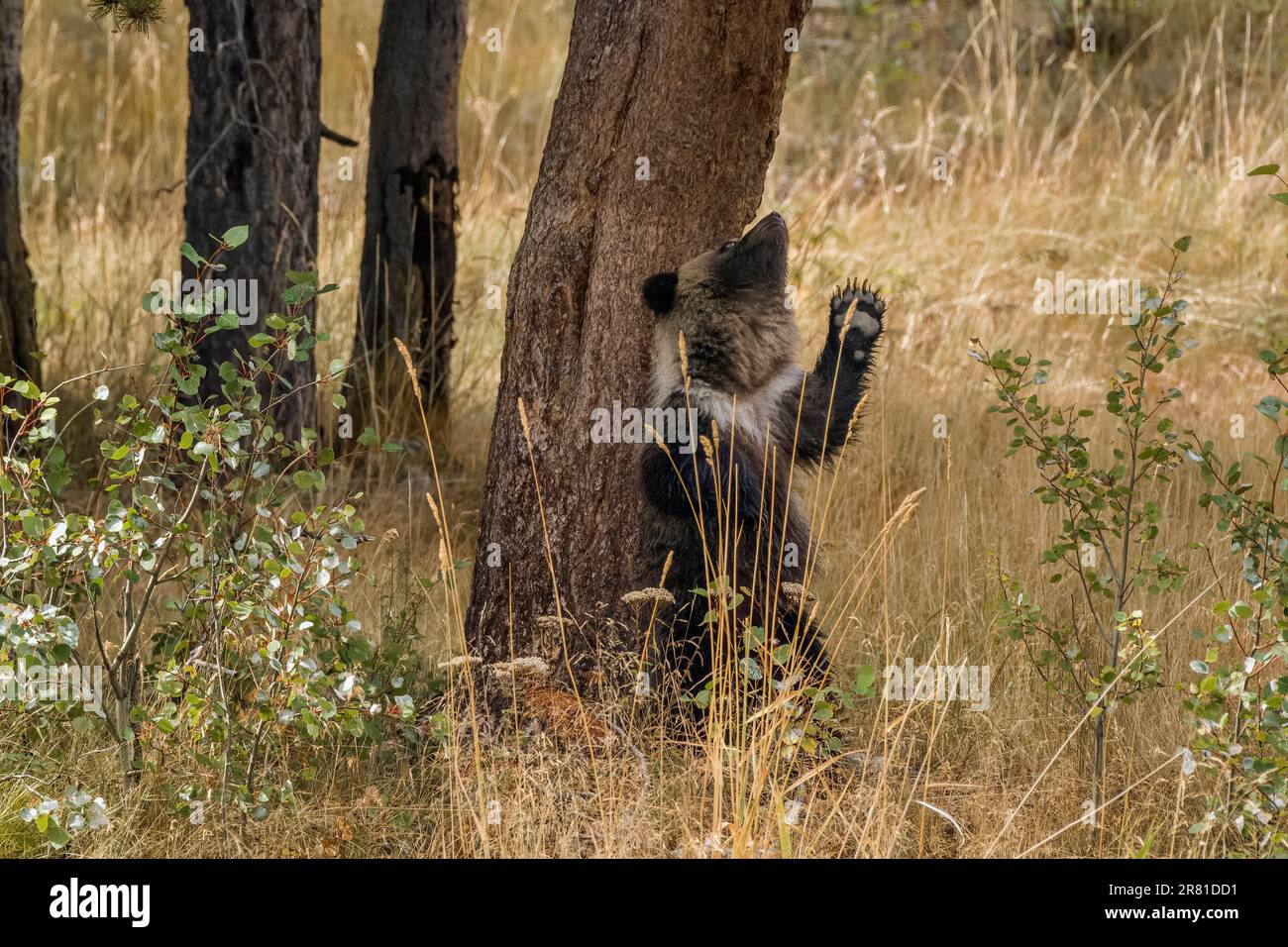Cub rubbing on tree with paw in air, Chilko River, BC Stock Photo