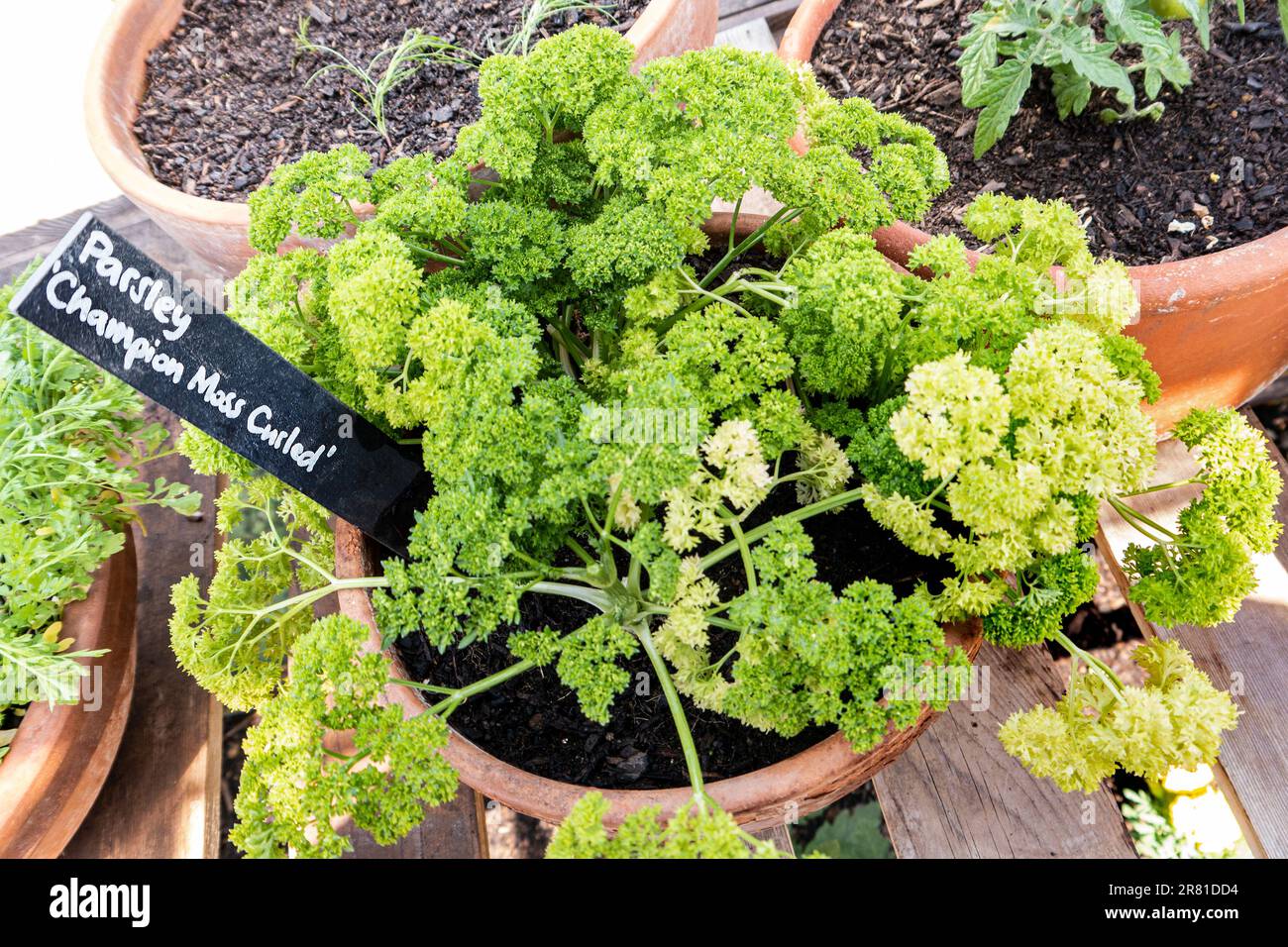 PARSLEY Petroselinum crispum 'Moss Curled' Moss Curled' is a biennial herb with aromatic, deeply-cut, tightly-curled leaves and small umbels of yellow-green flowers in summer Stock Photo