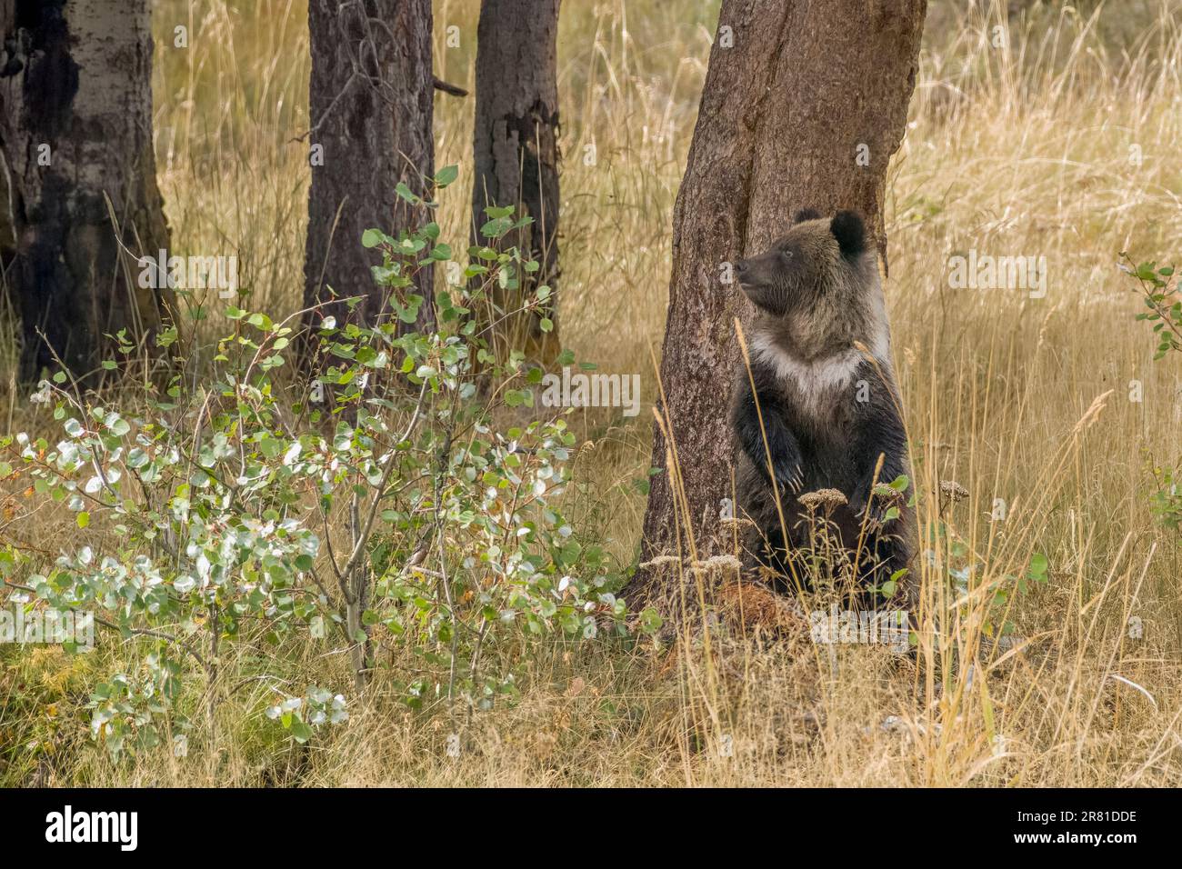 Yearling cub practicing on a rubbing tree, Chilko River, BC Stock Photo