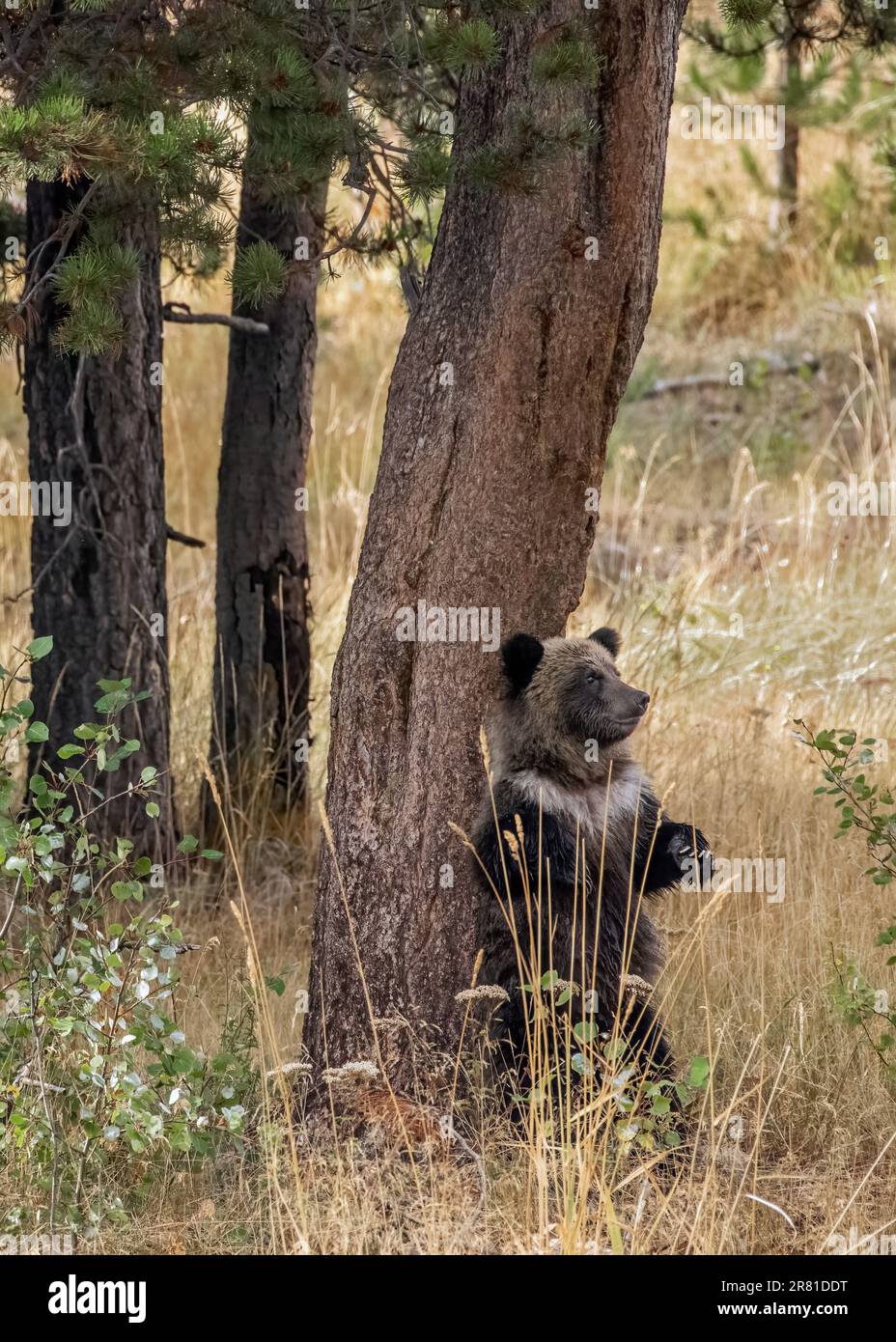 Yearling cub standing up and rubbing its back on a tree, vertical, Chilko River, BC Stock Photo