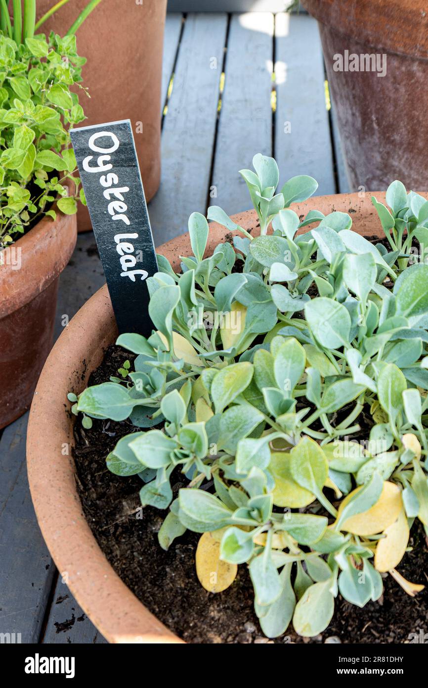 OYSTER LEAF Mertensia maritima is a species of edible flowering plant in the borage family, and is known by the common names oyster leaf in North America, oyster plant in the British Isles, and sea bluebells.When eaten it tastes vaguely of oysters.Oyster leaf, also known as sea bluebells, can be found growing wild on the coast of Scotland and Shetland. The fleshy leaves of this low-growing shore plant are rich in flavour, which is comparable to oysters, anchovies, mushrooms, and borage. Stock Photo