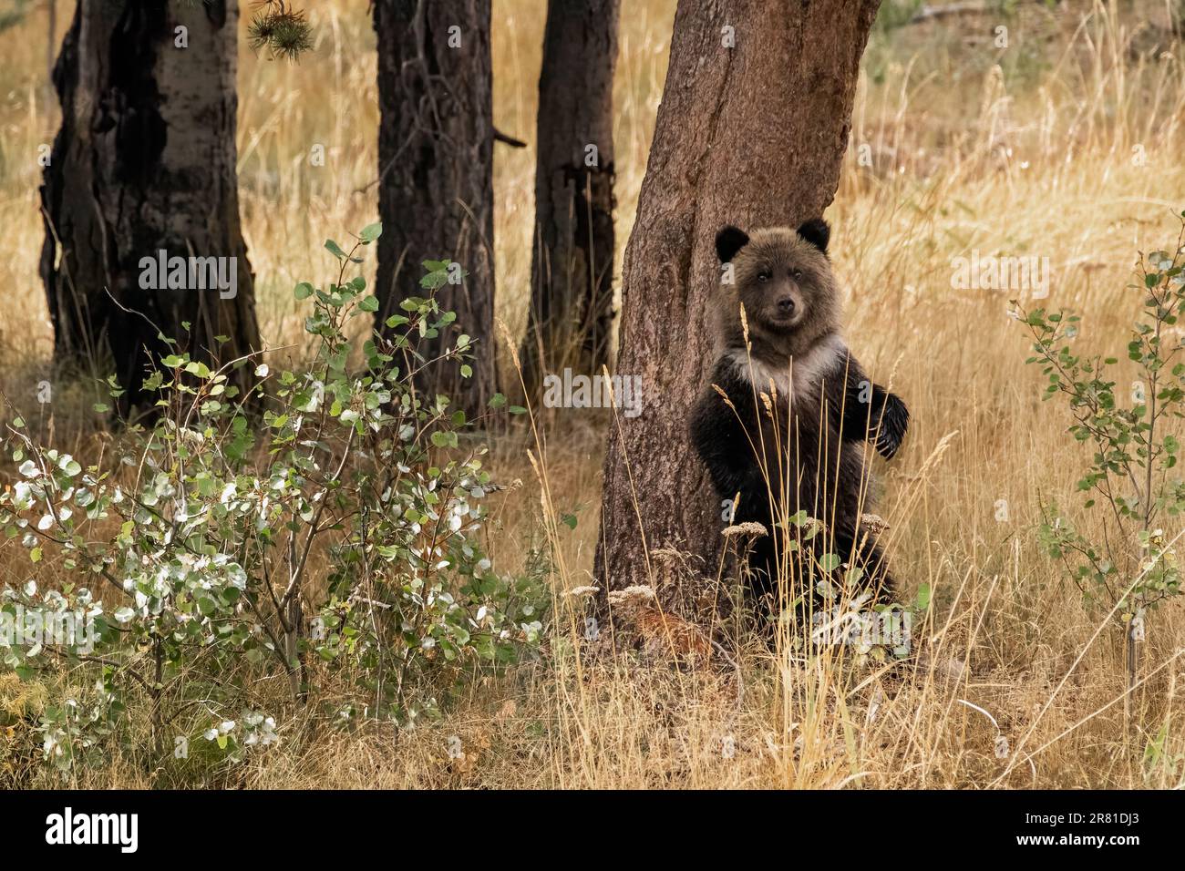 Yearling cub standing up and rubbing its back on a tree, Chilko River, BC Stock Photo