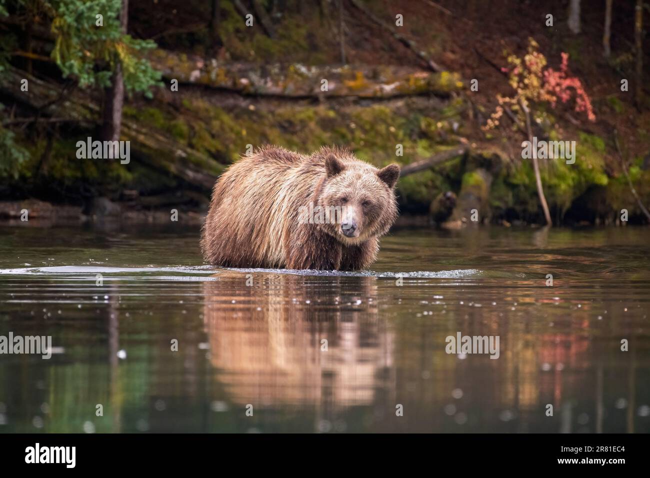 Fishing female grizzly with fall colours and reflections, Chilko Lake