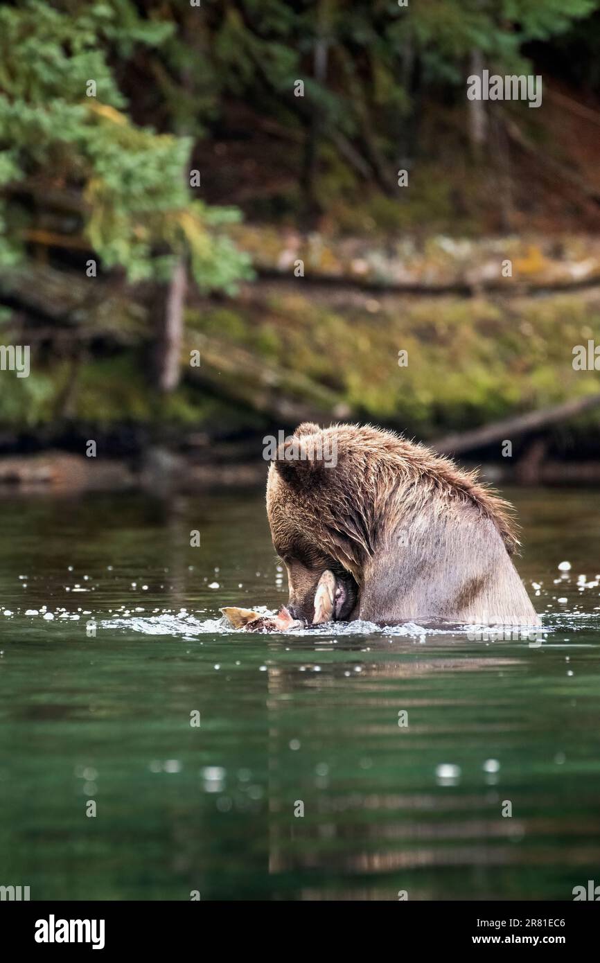 Fishing grizzly bear with freshly caught salmon, Chilko Lake, BC Stock