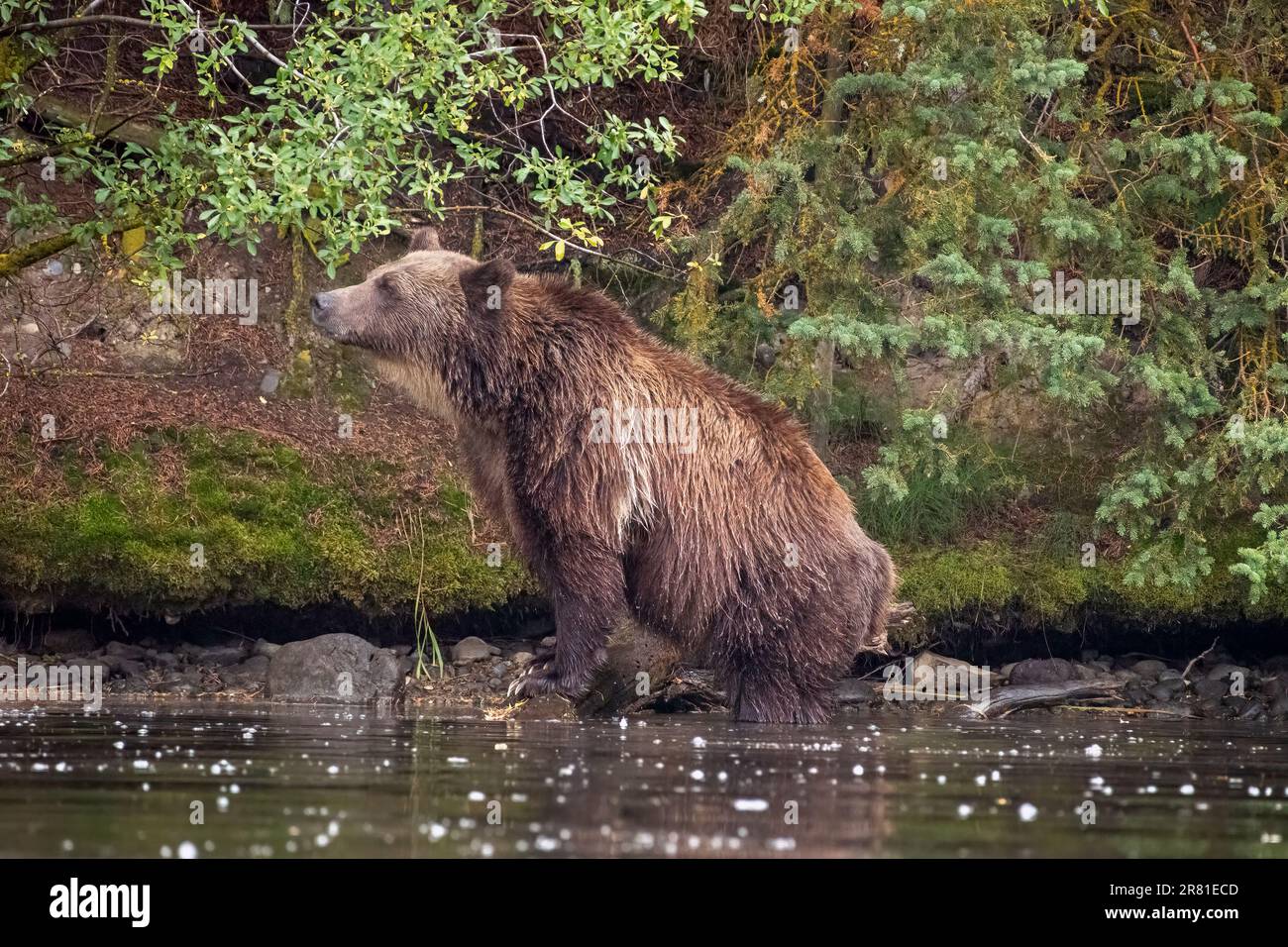 Female grizzly standing on the shore of a favourite fishing hole