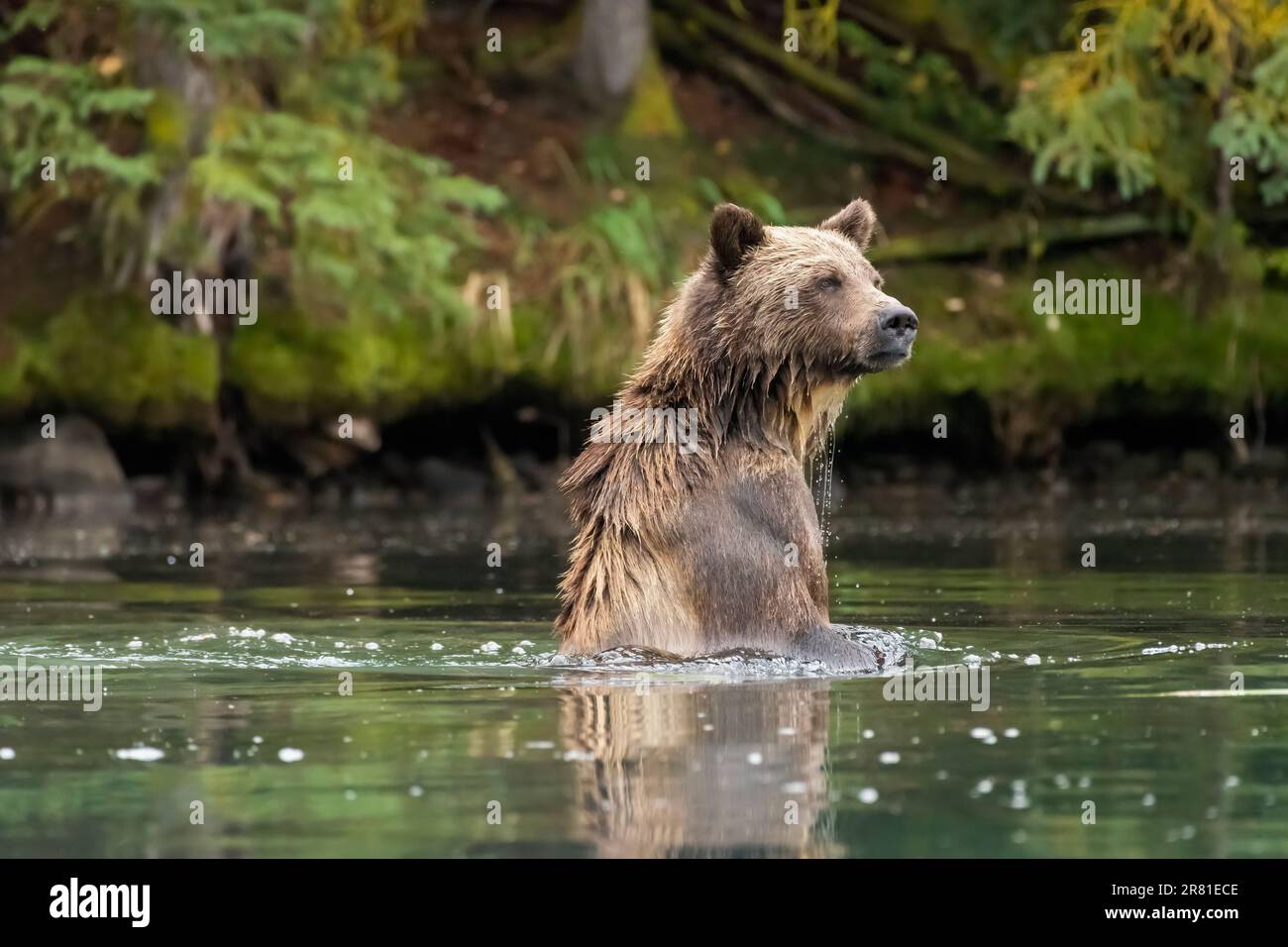 Grizzly sitting up in the water fishing for salmon, Chilko Lake, BC