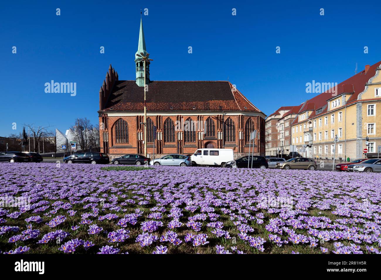 Poland, Szczecin - Polish spring, blooming crocuses, purple flowers in the city park and plane tree alley, beautiful spring Stock Photo
