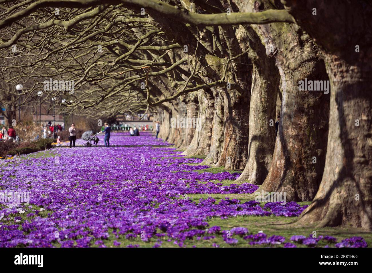 Poland, Szczecin - Polish spring, blooming crocuses, purple flowers in the city park and plane tree alley, beautiful spring Stock Photo