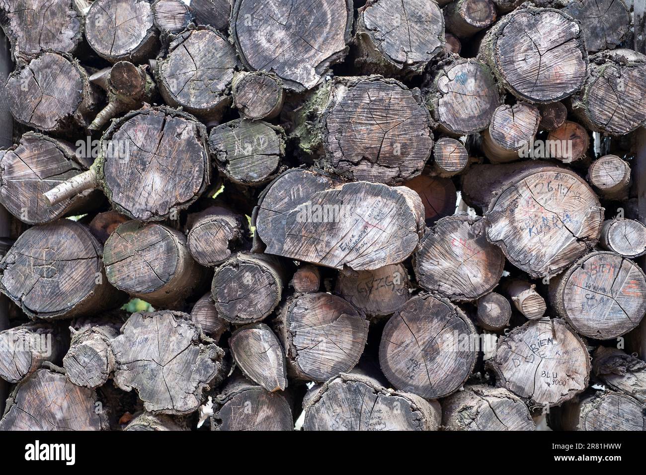 Abstract photo of a pile of natural wood logs background Stock Photo ...