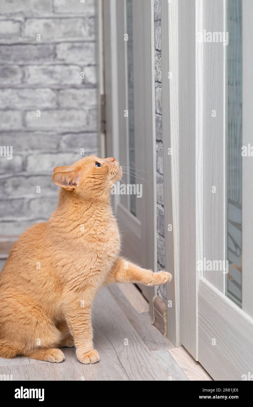domestic cat wants to be opened the door. cat knocking on the door. cat opens the door Stock Photo