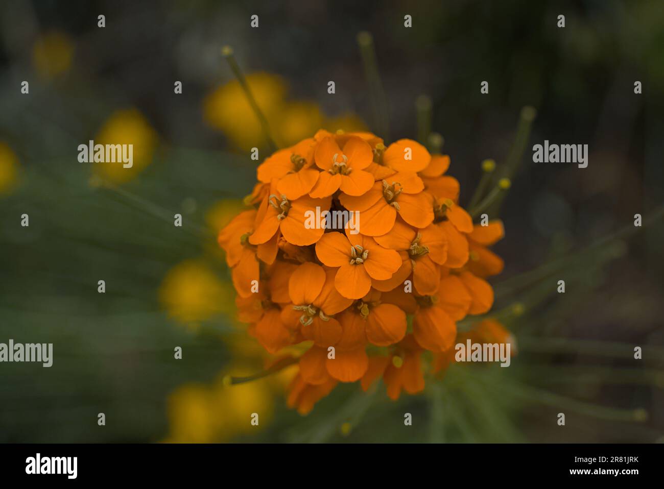 Close up of orange mustard flower. Stock Photo