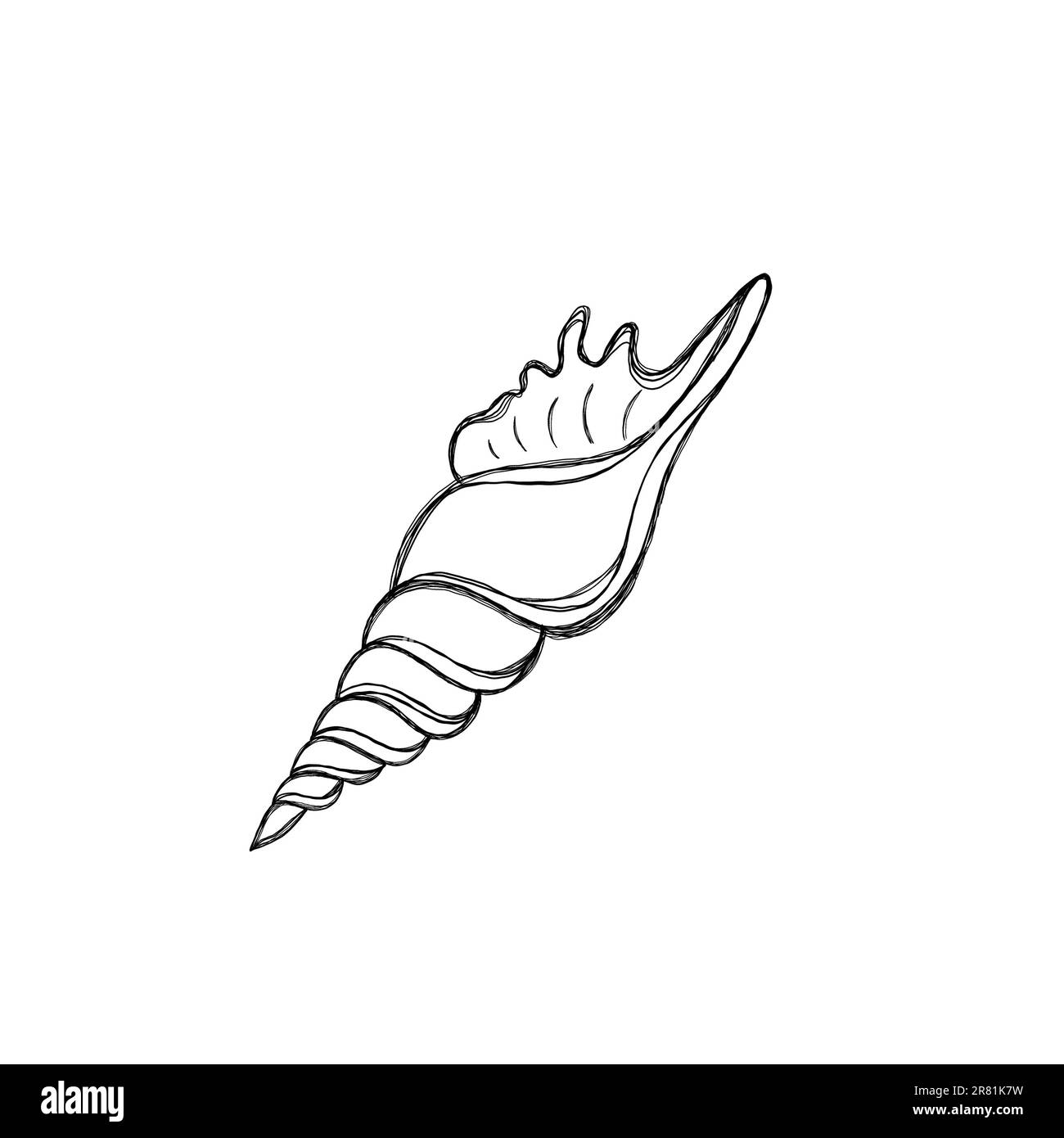 Line art illustration of a seashell. Shell tattoo idea. Hand drawn nautical engraving of nautical prints isolated on white background Stock Photo