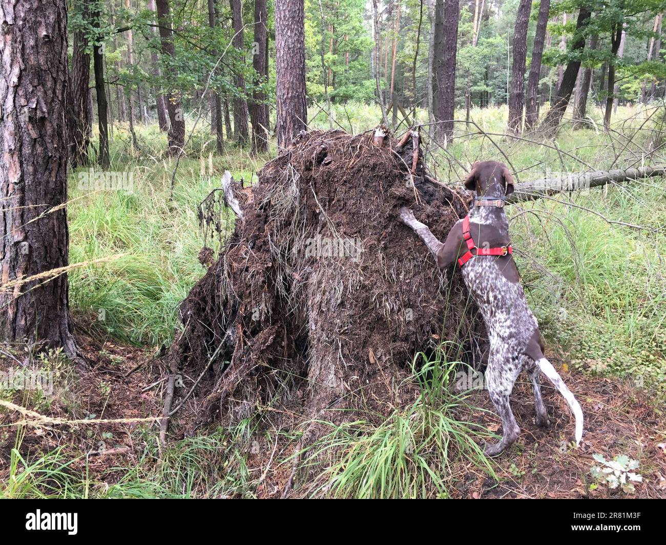 Puppy dog  breed German Shorthaired Pointer in the forest. Stock Photo