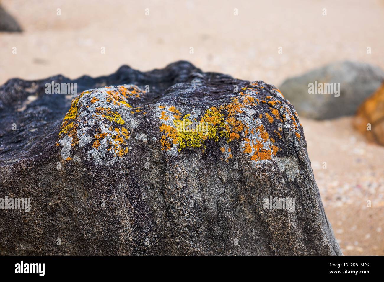 Flora and fauna australia hi-res stock photography and images - Alamy