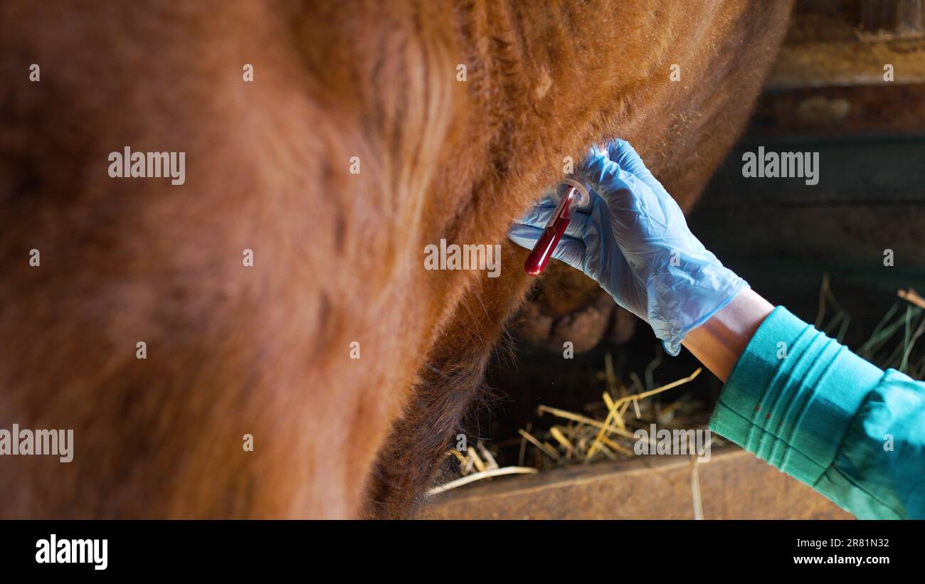Veterinarian takes blood from the cow from the neck for analysis in a ...