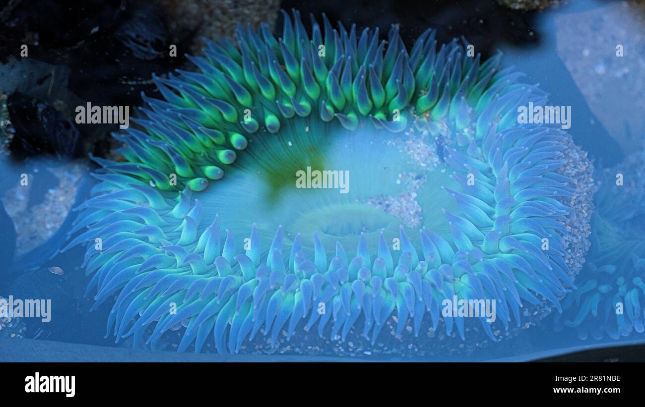 Underwater blue anemone in a tide pool. Stock Photo