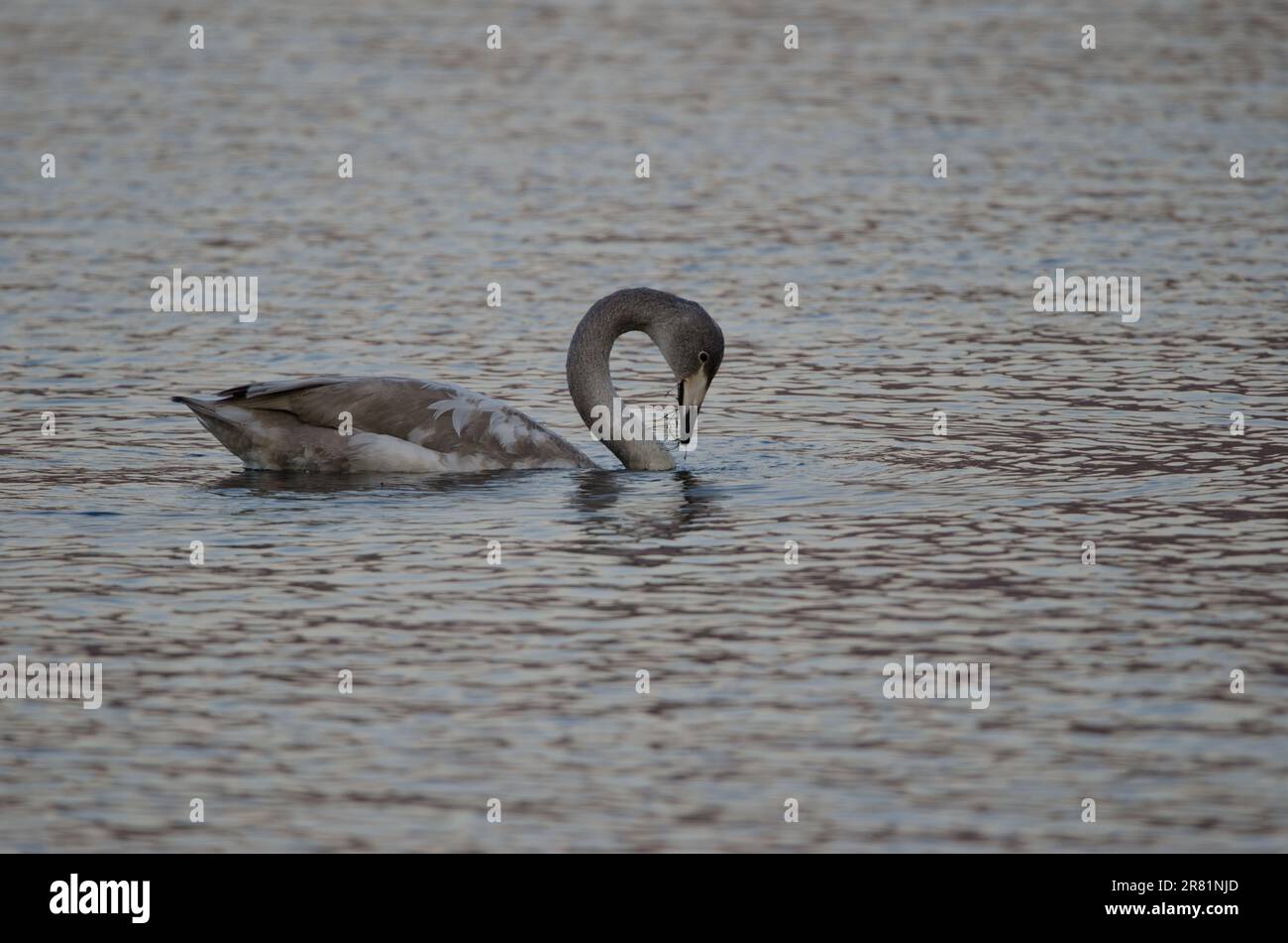 Young whooper swan Cygnus cygnus eating. Lake Akan. Akan Mashu National Park. Hokkaido. Japan. Stock Photo