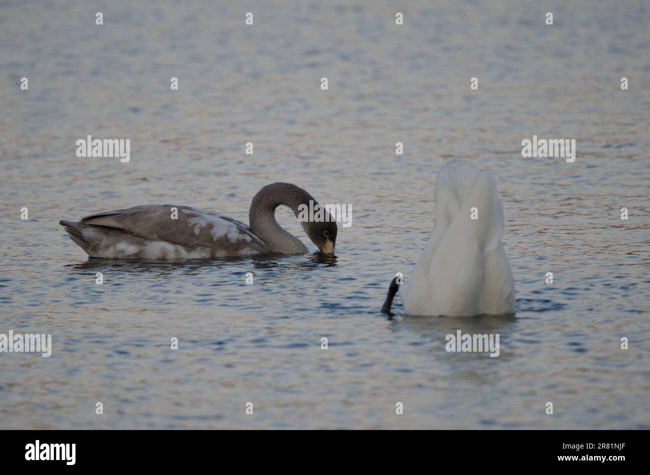 Young whooper swan Cygnus cygnus eating and adult in the foreground. Lake Akan. Akan Mashu National Park. Hokkaido. Japan. Stock Photo