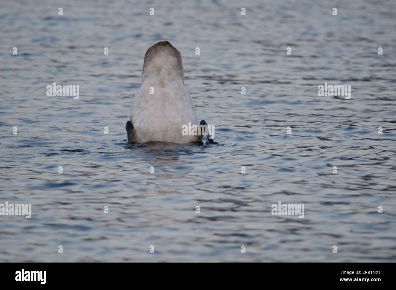 Young whooper swan Cygnus cygnus searching for food. Lake Akan. Akan Mashu National Park. Hokkaido. Japan. Stock Photo