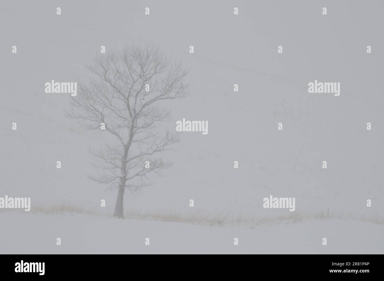 Lonely tree under snowfall hi-res stock photography and images - Alamy
