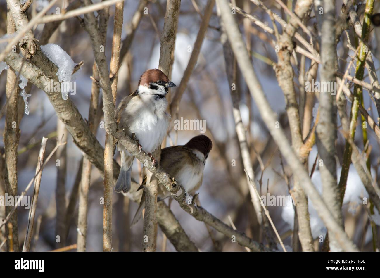 Eurasian tree sparrows Passer montanus saturatus. Kushiro. Hokkaido. Japan. Stock Photo