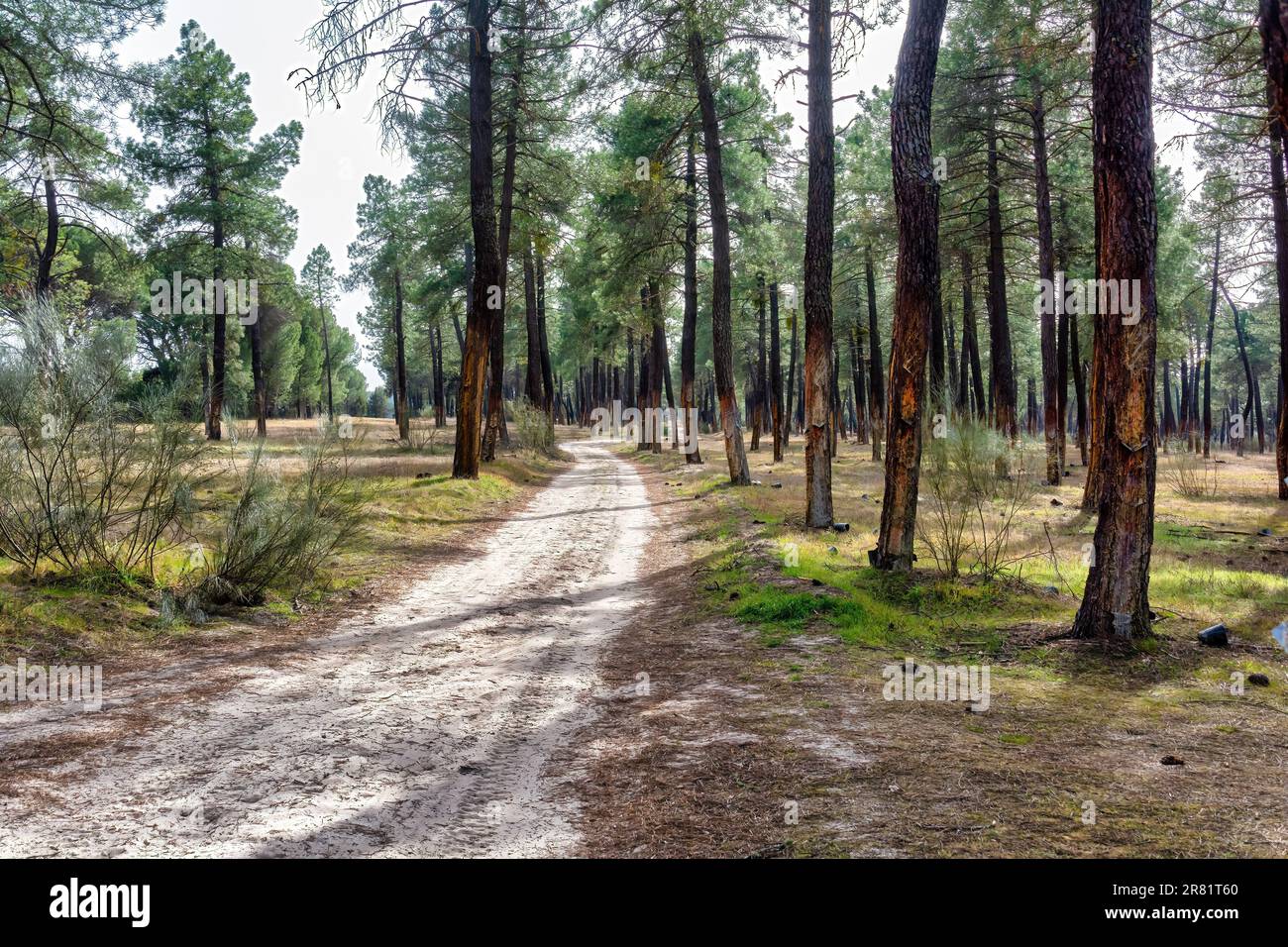 A scenic dirt road winding through a lush forest of lush trees with sun ...