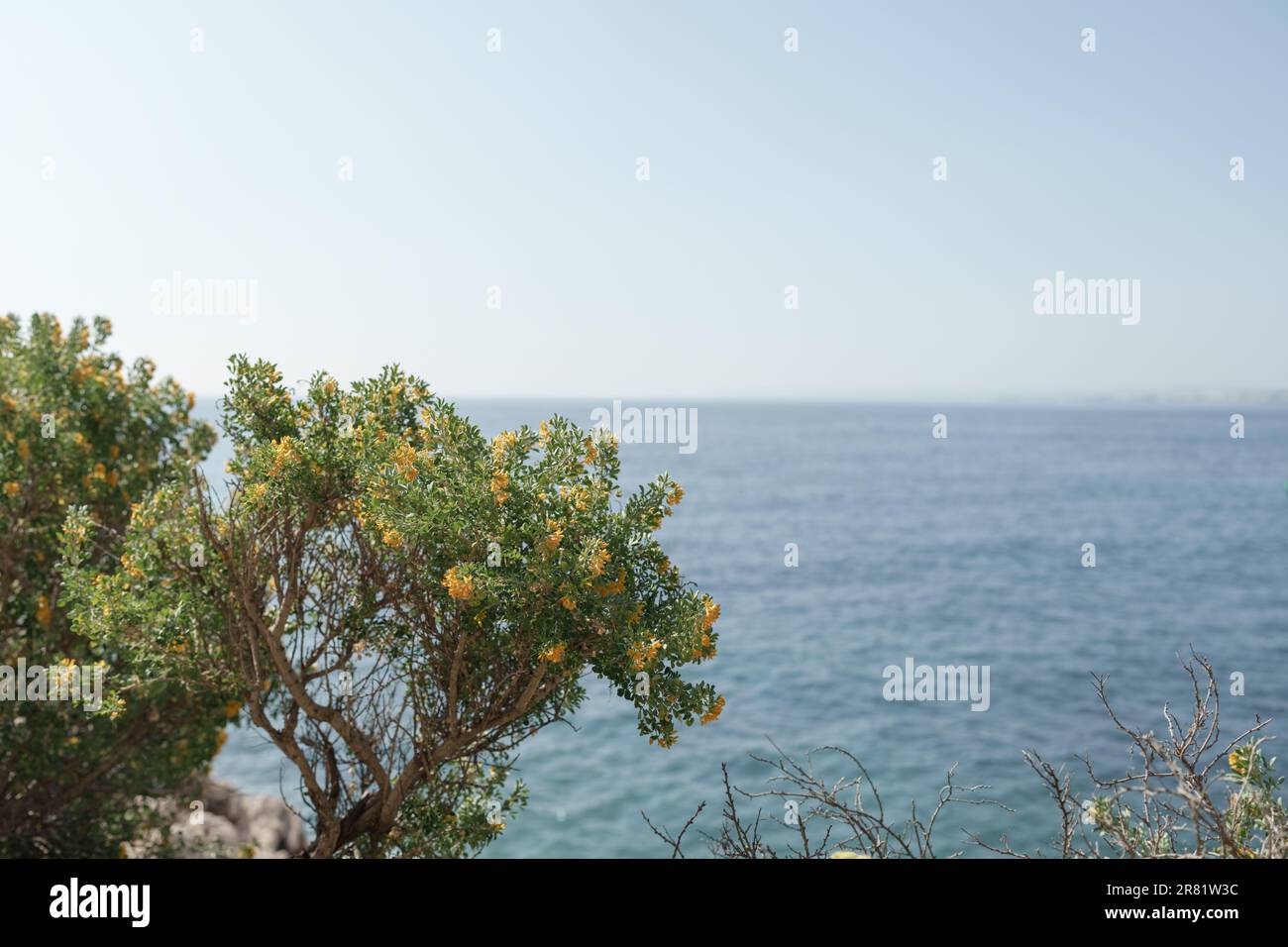 Medicago arborea blossom with copy space and sea background, shallow focus Stock Photo