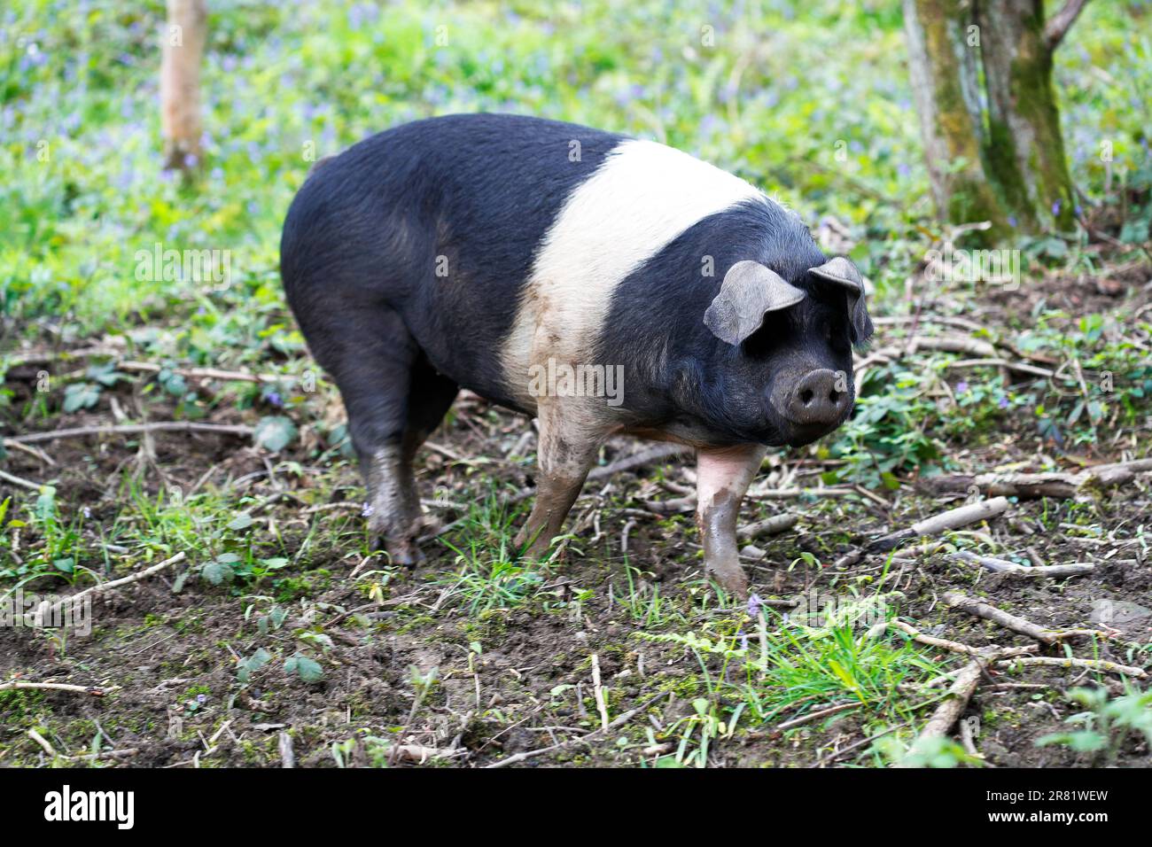 The British Saddleback (Sus scrofa domesticus) is a modern British breed of domestic pig. Stock Photo