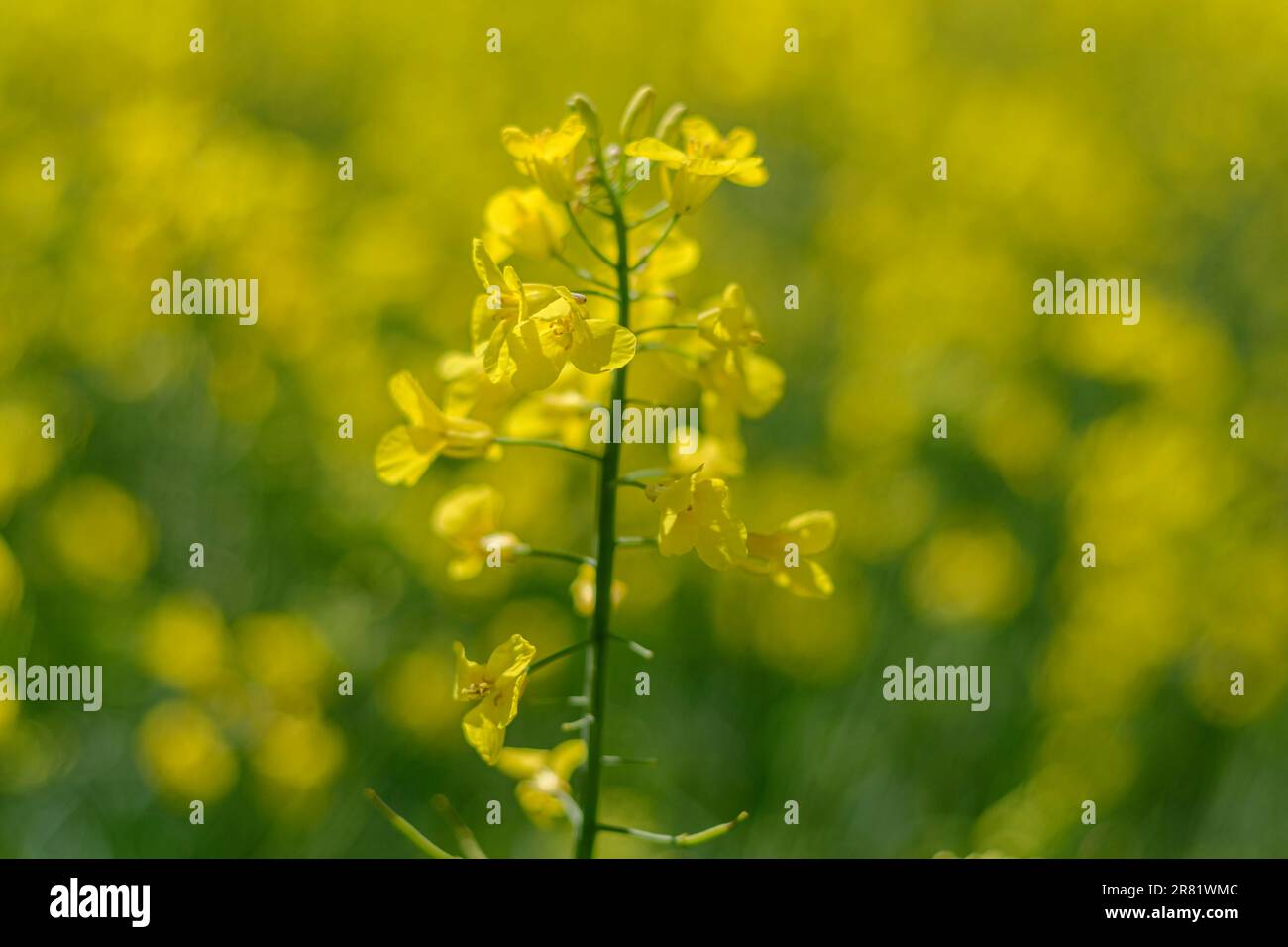 Yellow canola plant in bloom with yellow flower petals Stock Photo