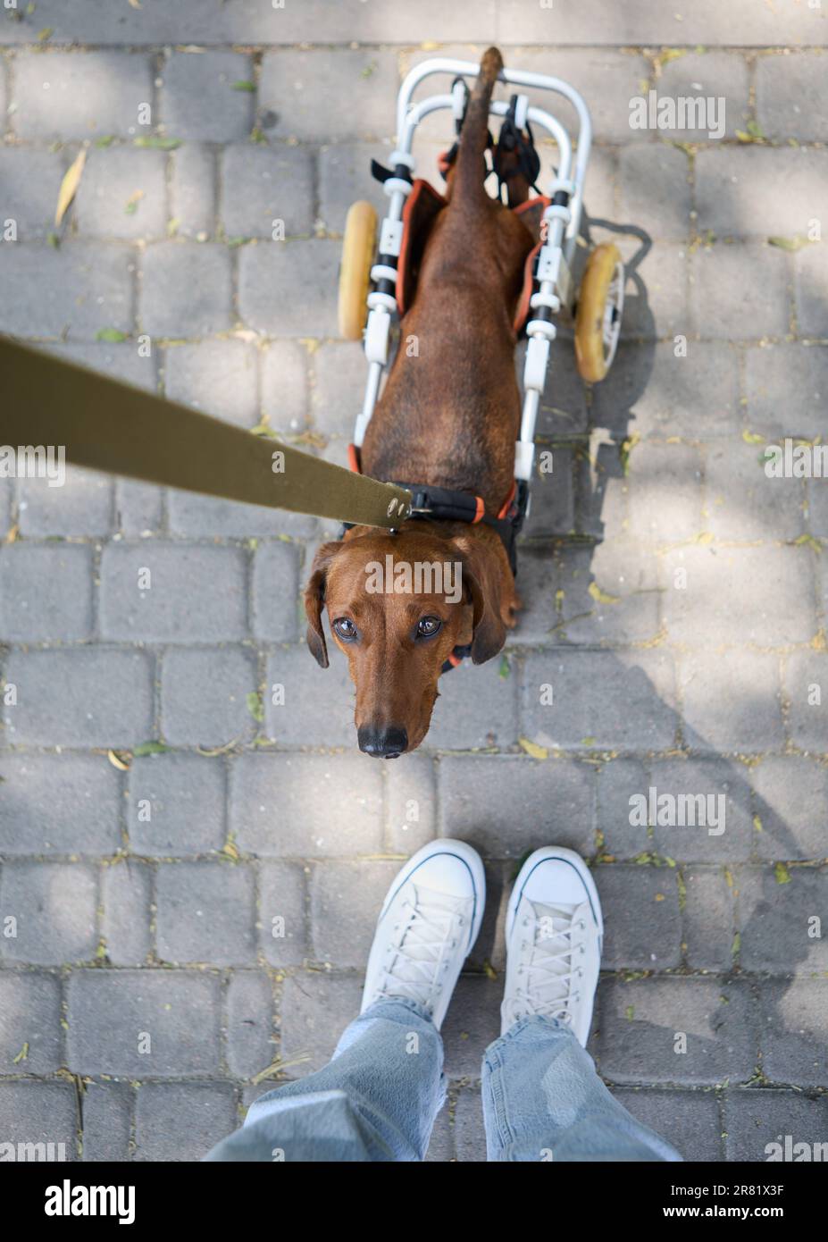 Handicapped dog on a wheelchair looking up at the owner. Cute dachshund