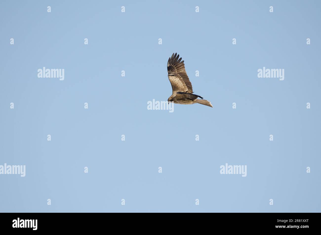 Black-eared kite Milvus migrans lineatus in flight. Kushiro Japanese ...