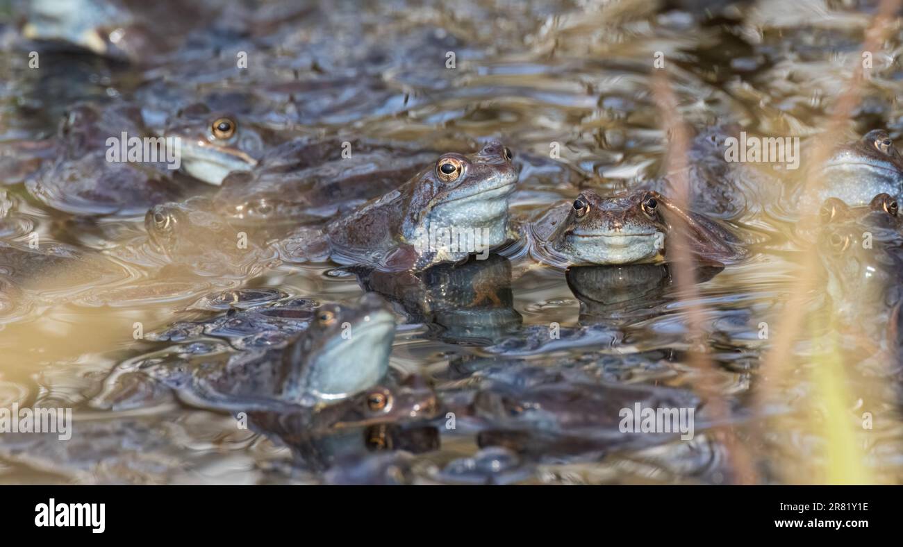 Moor Frogs (Rana arvalis) head over water looking at camera, Bialowieza forest, Poland, Europe Stock Photo