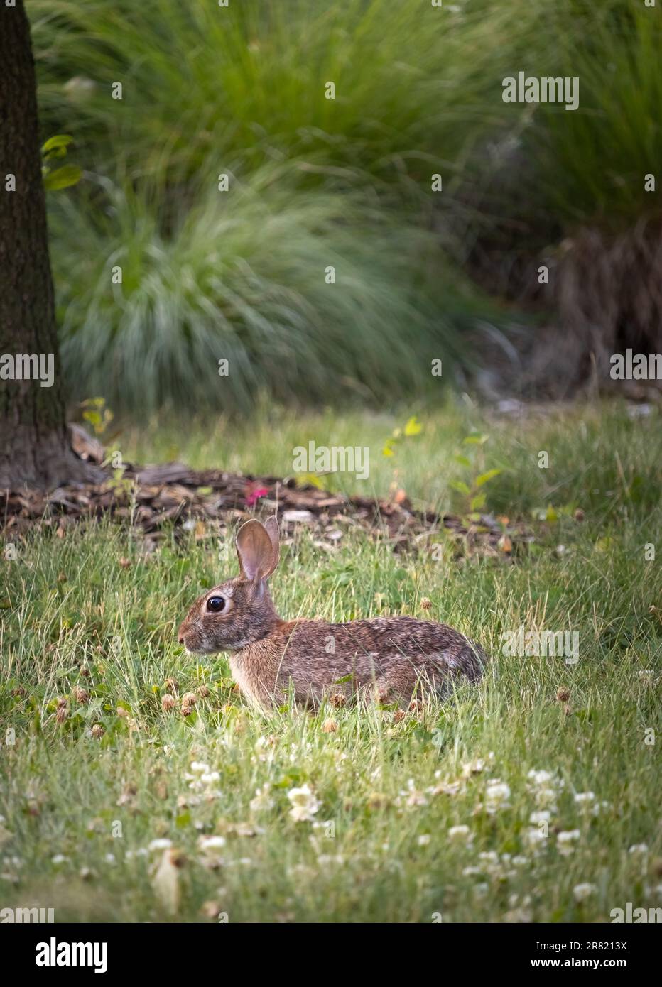 A young rabbit, silvilagus floridanus, surrounded by grass with a lush green background and clover foreground in summer or fall, Pennsylvania Stock Photo