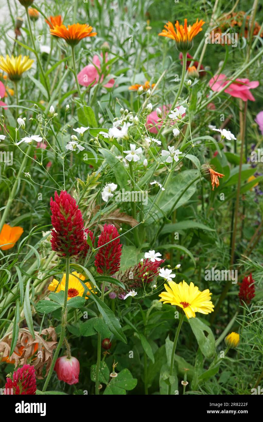 Red Crimson clover Trifolium incarnatum and other  wildflowers and plants attracting bee's hummingbirds and insects to a backyard garden in Irvine CA. Stock Photo
