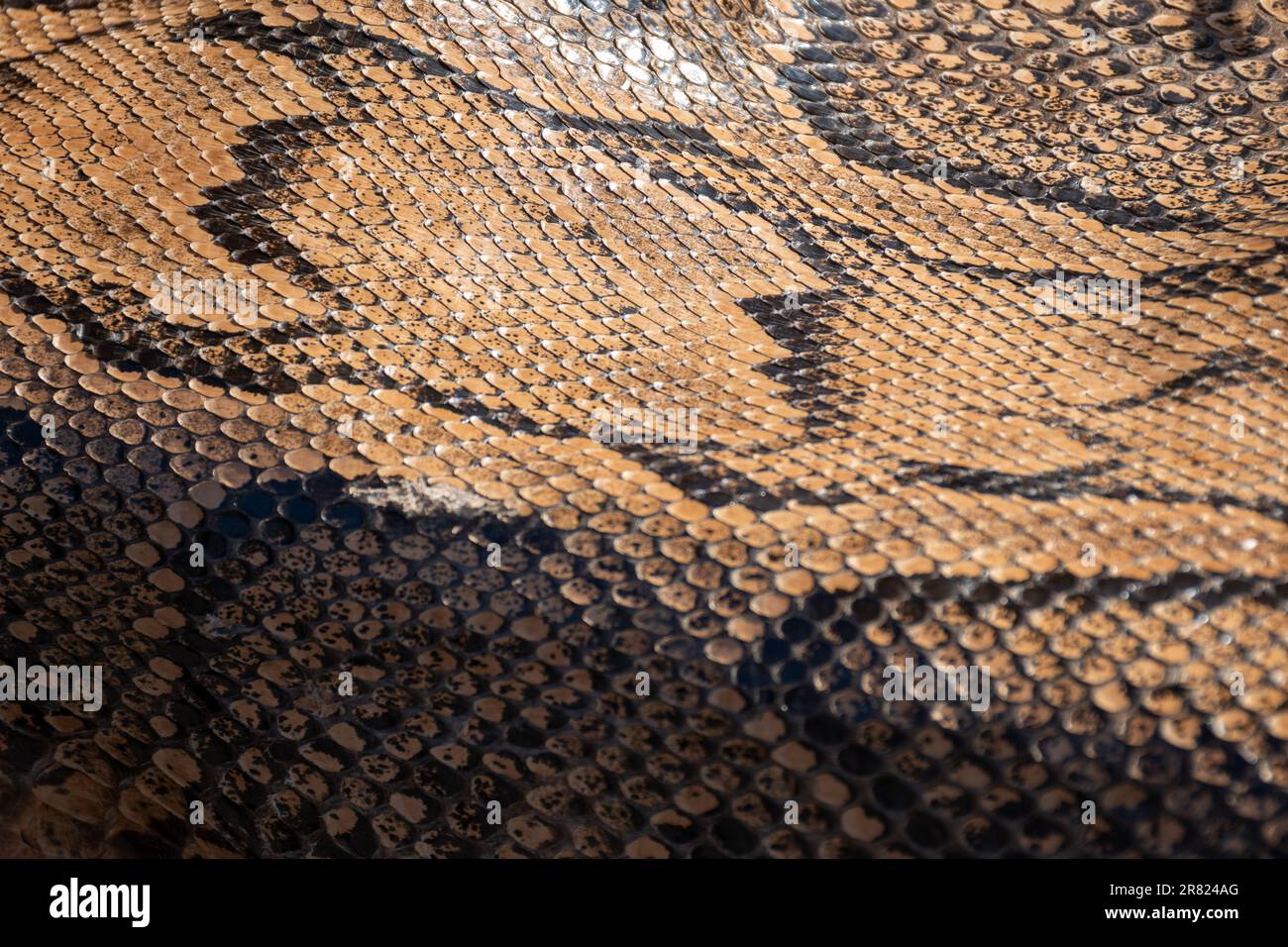 Real genuine python snake skin background, exotic animals confiscated ...
