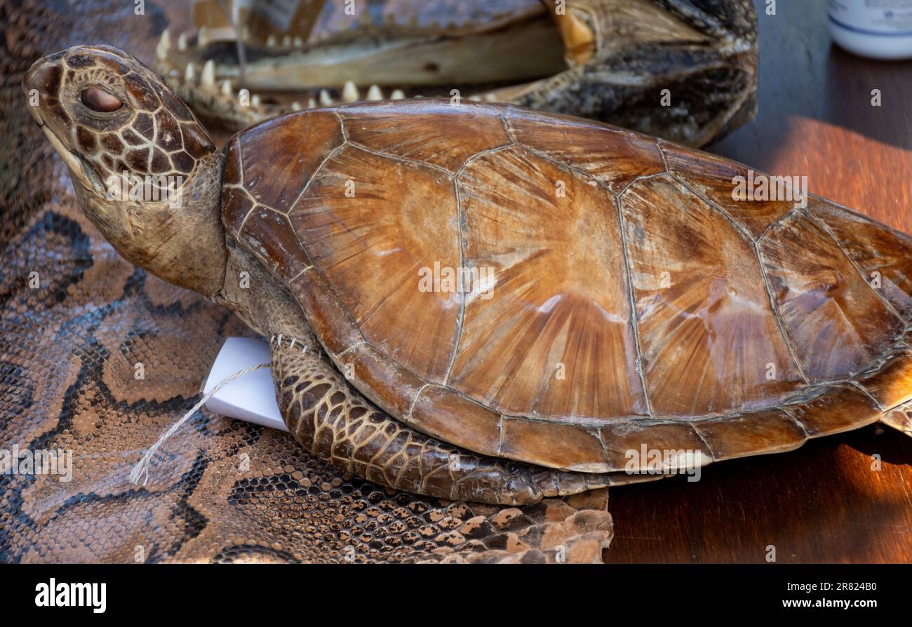 Snake skin, python, turtle, crocodile, exotic animals confiscated by ...