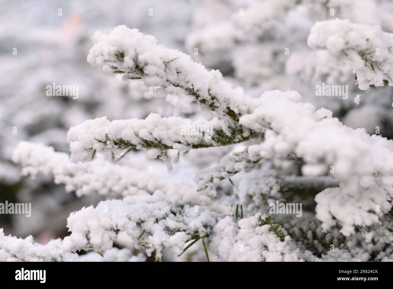 Natural christmas artificial trees houston area