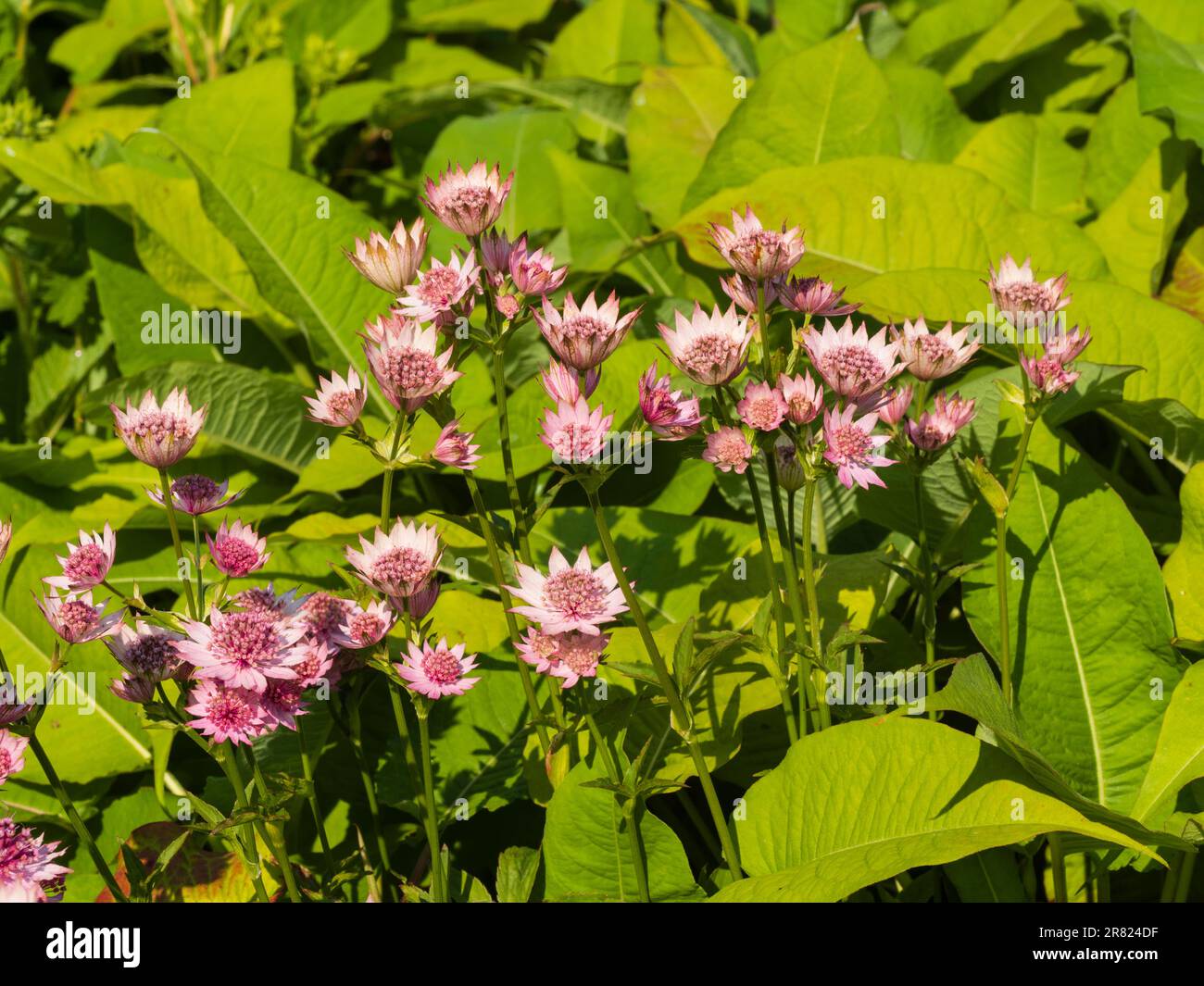 Pink flowers of the hardy perennial masterwort, Astrantia major 'Roma' Stock Photo