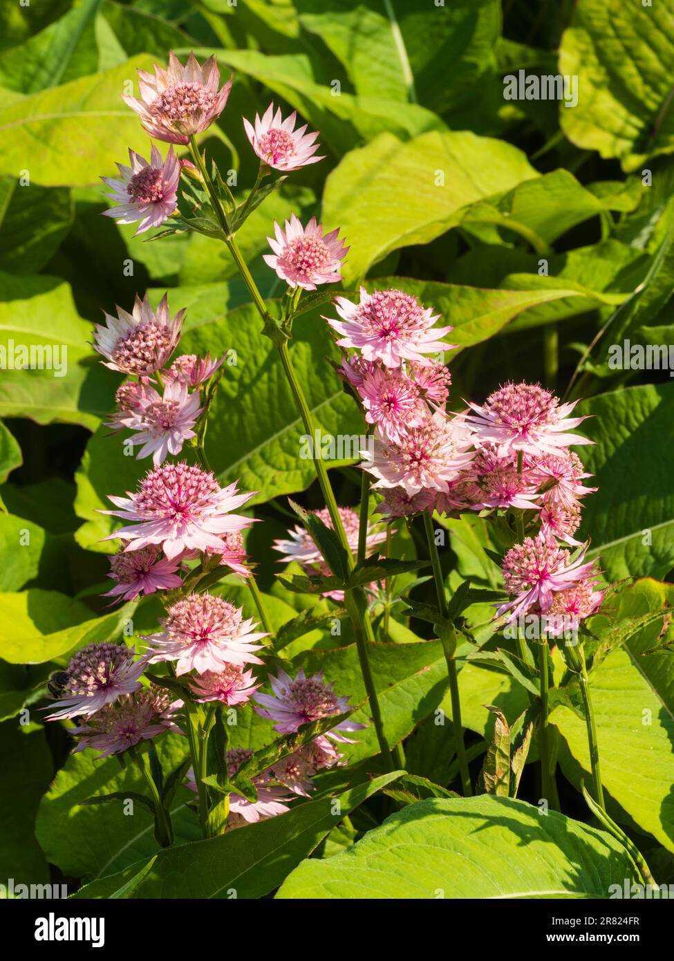 Pink flowers of the hardy perennial masterwort, Astrantia major 'Roma' Stock Photo