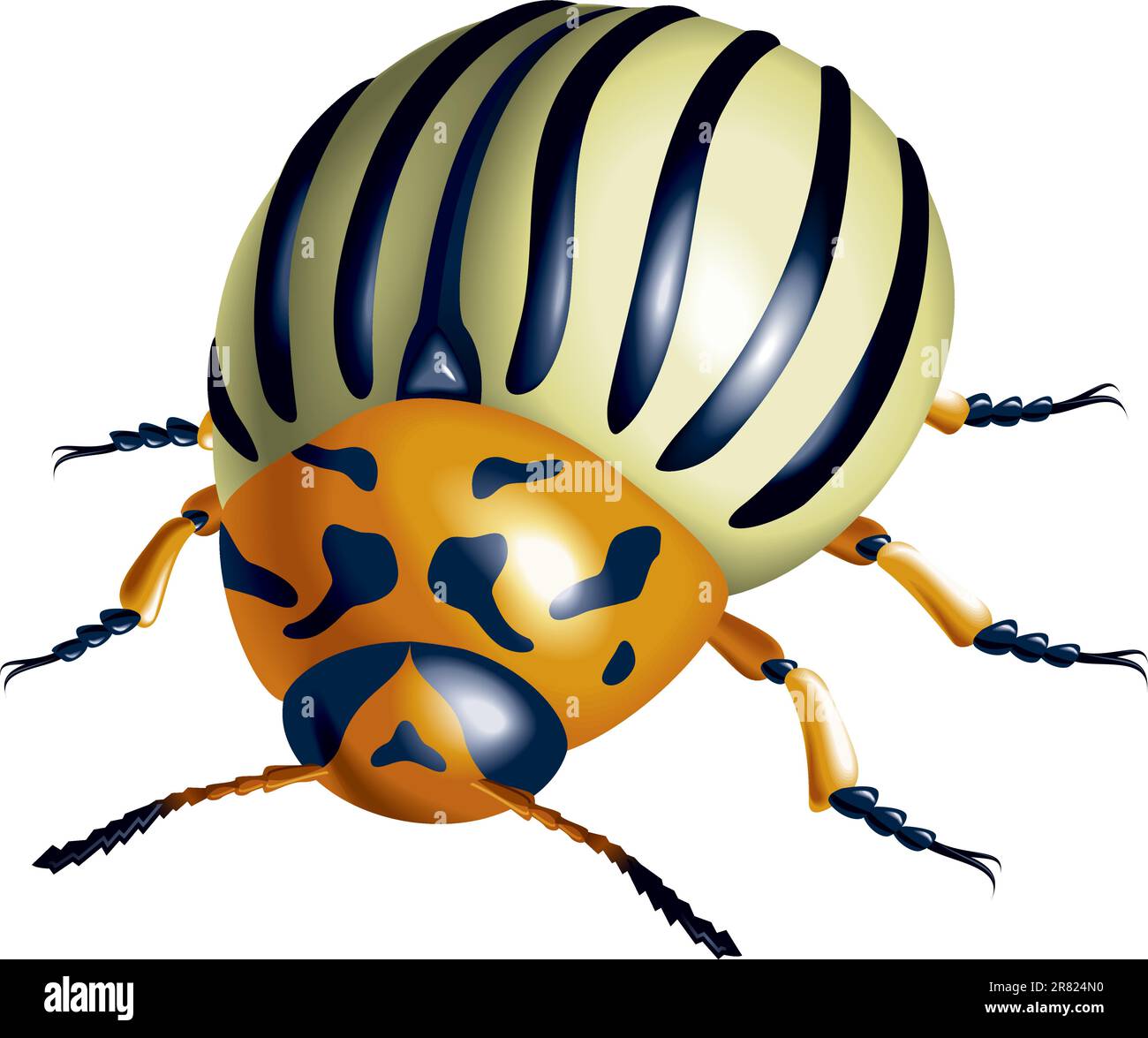 Colorado potato beetle. illustration on white background Stock Vector