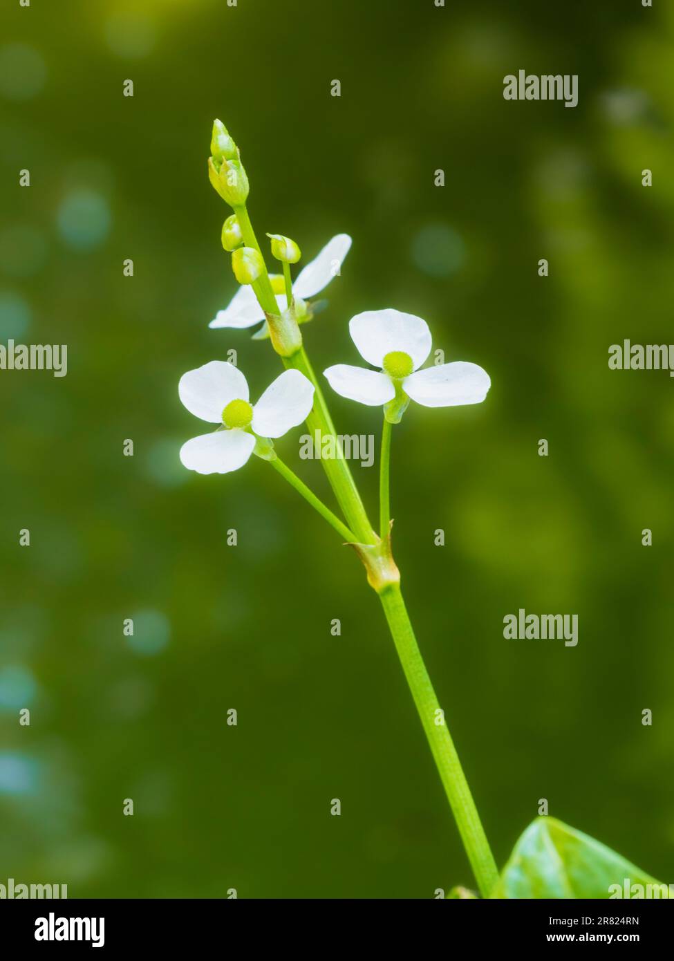 White flowersof the summer blooming marginal pond plant, Sagittaria graminea, oar leaved arrowhead Stock Photo