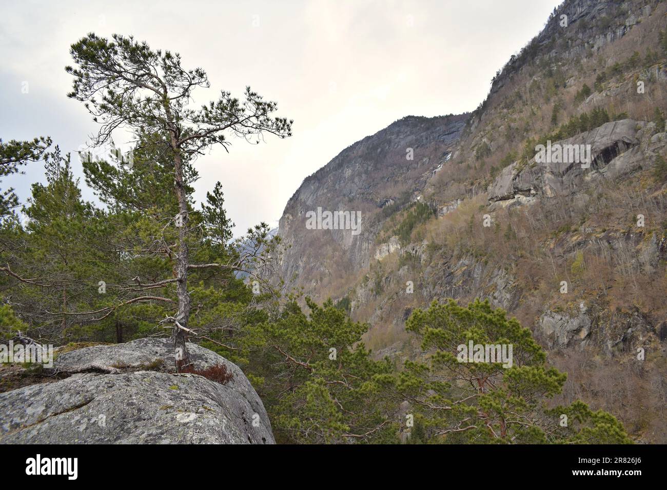 A solitary evergreen tree stands atop a rocky cliff face Stock Photo