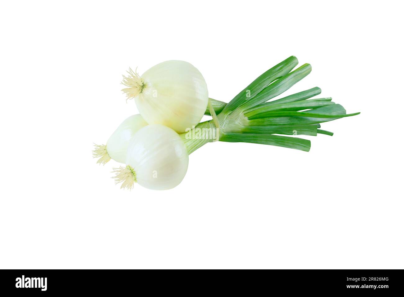 Scallions or green onions or spring onions vegetables tied bunch isolated on white. Stock Photo