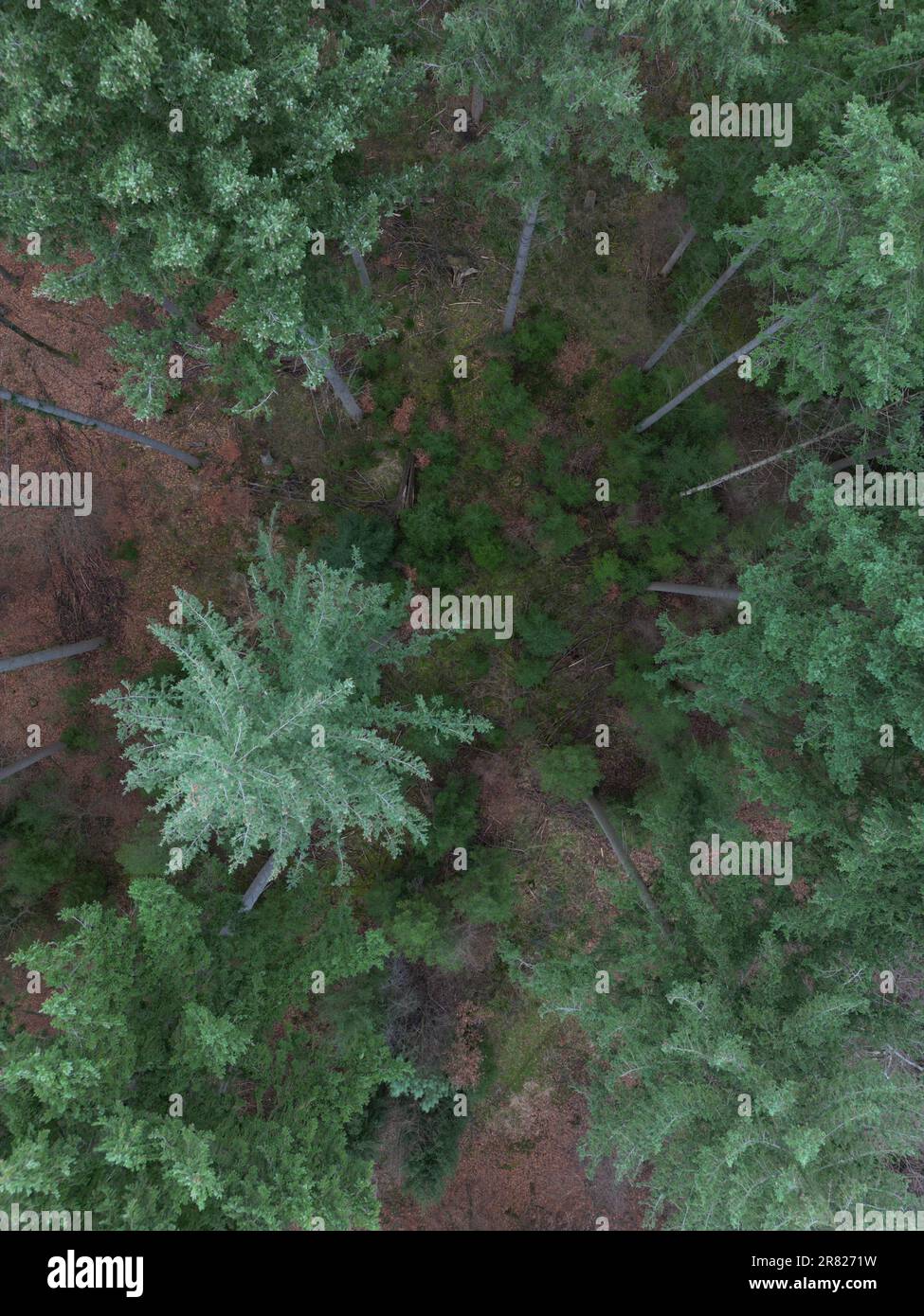 An aerial view of a lush forest with an array of trees and large rocks scattered throughout Stock Photo