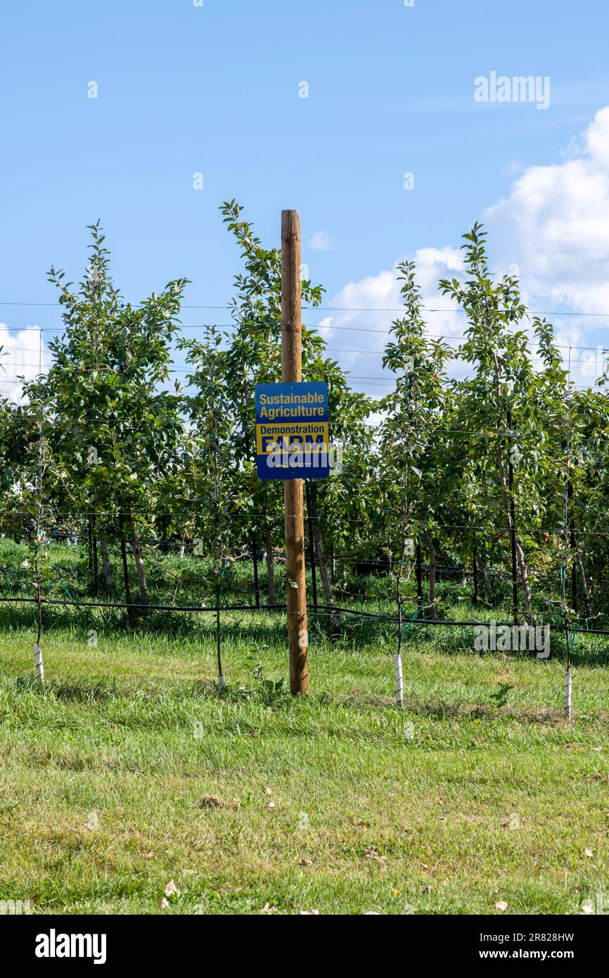 Dellwood, Minnesota. Sustainable apple orchard demonstration farm Stock