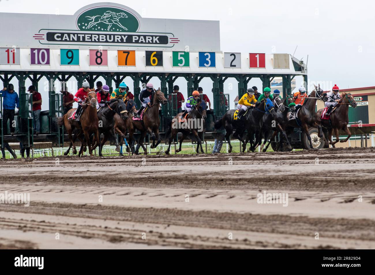 Shakopee, Minnesota. Canterbury Park. Horses pulling out of the starting gate to start the race. Stock Photo